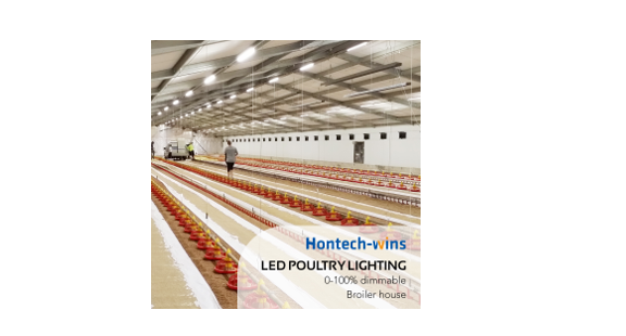 Switching to Flicker-Free LED Bulbs: A Cost-Effective Solution for Poultry Lighting